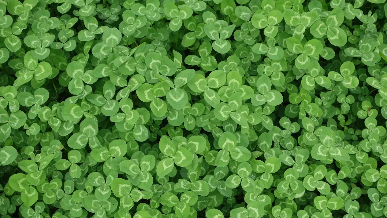 Overseeding Clover into Grass: Timing, Methods and the SFI26 Case for Getting It Right