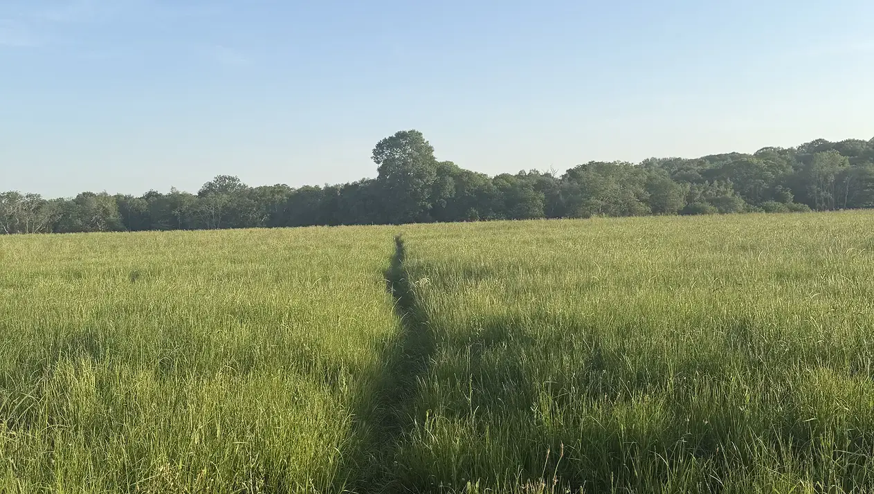 What Is Overseeding? A Guide for UK Farmers