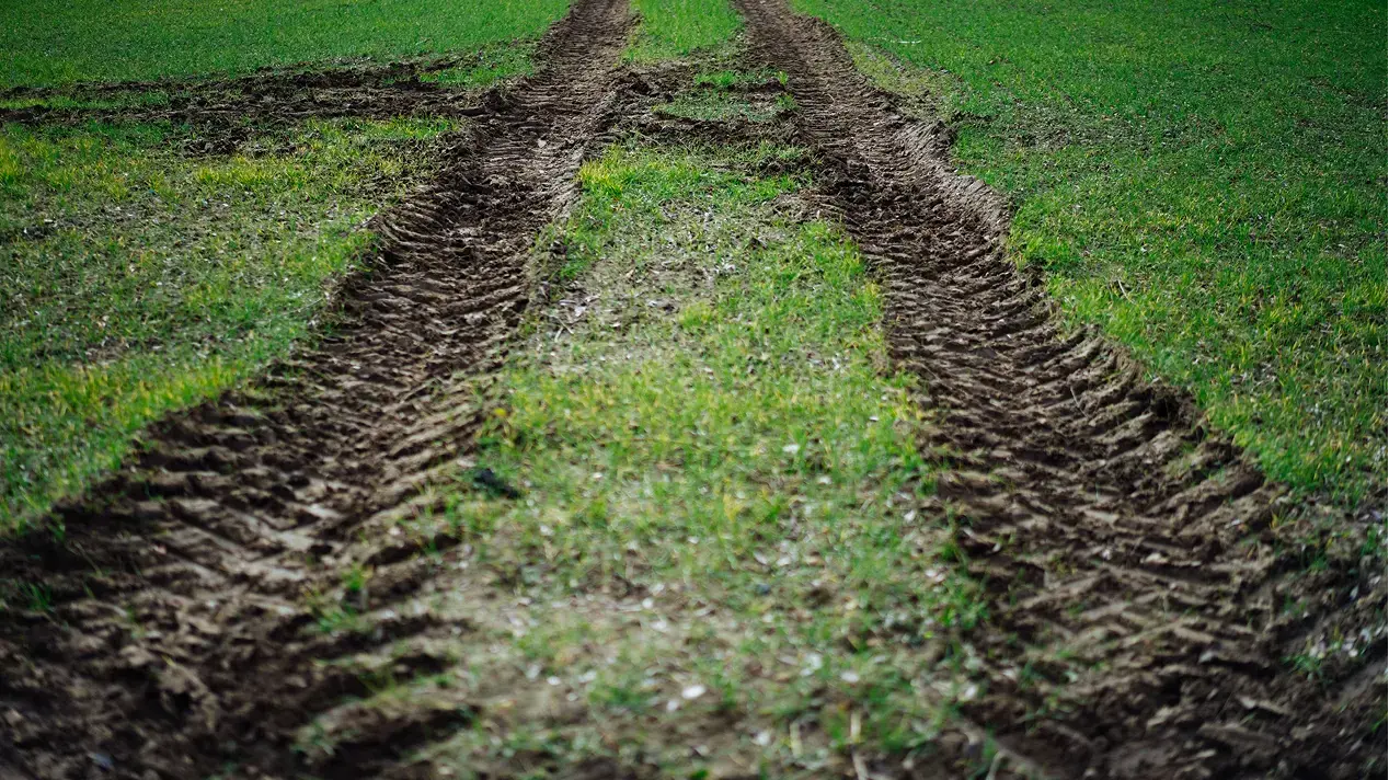 Tractor tramlines that have damaged the soil.