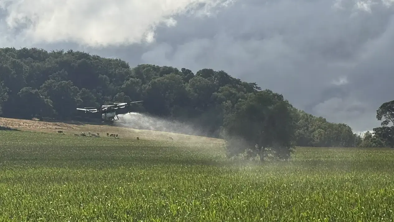 Drone sprays into ripe maise crop
