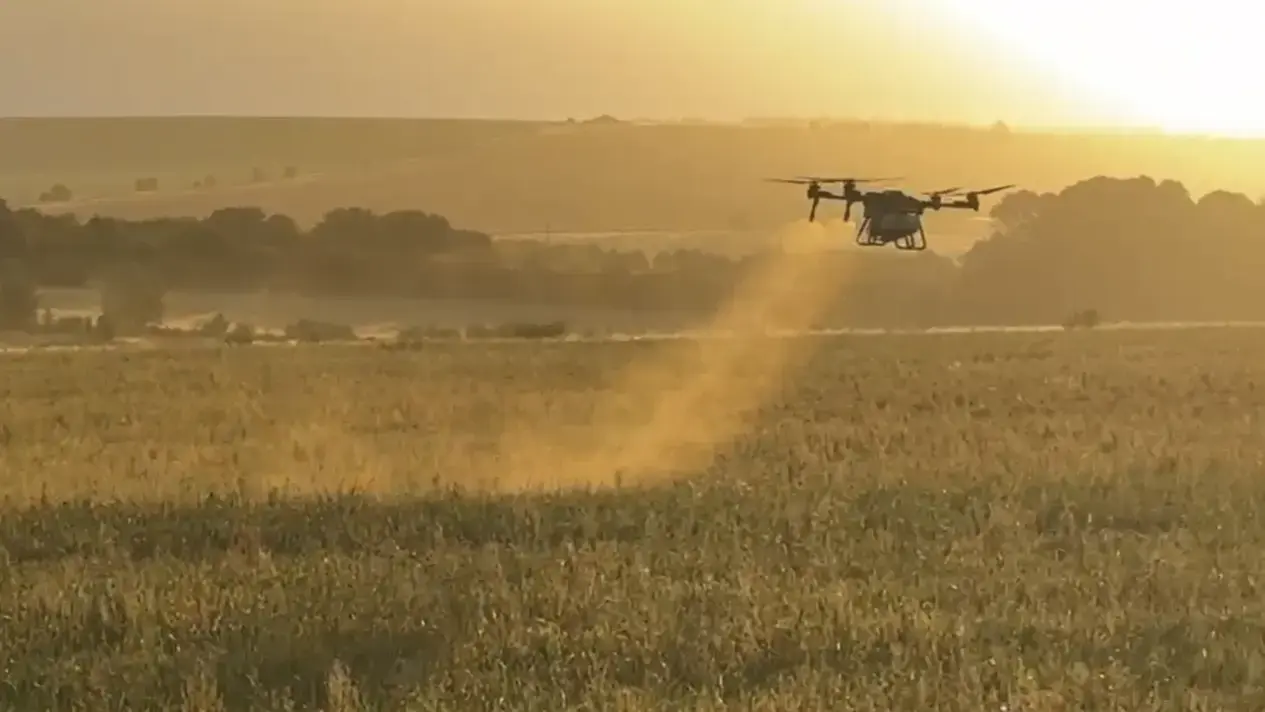 Drone flies while spraying into standing crop