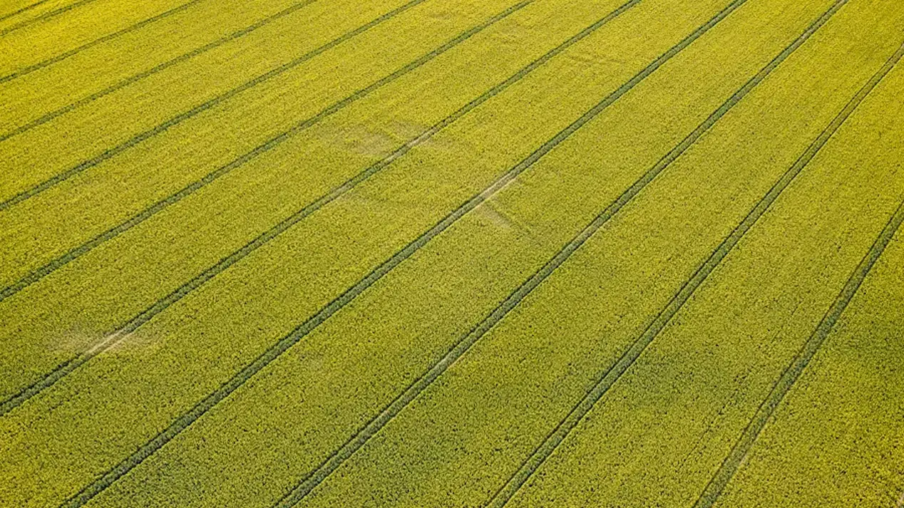 Tractor tramlines in a field