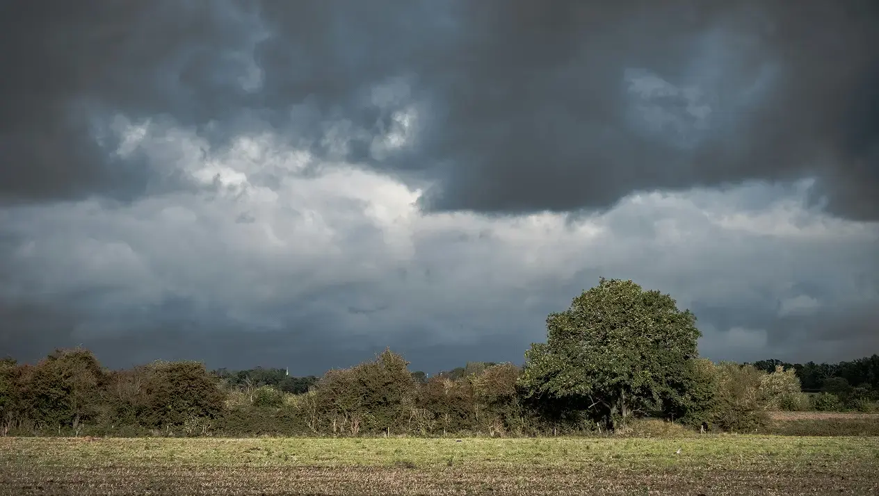 What Is Cover Cropping? The UK Farmer's Guide