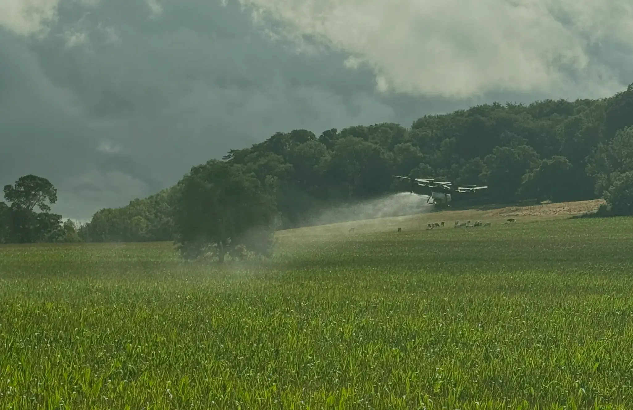 Drone spraying agriculture
